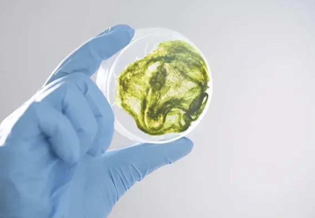 以二氧化碳为原料，微藻变“碳”为宝